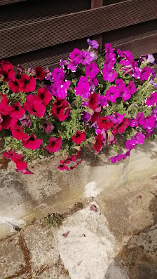 Blumen Eber