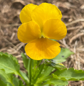 GartenNerd