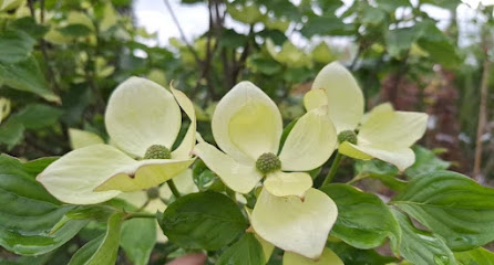 Gartenbauer