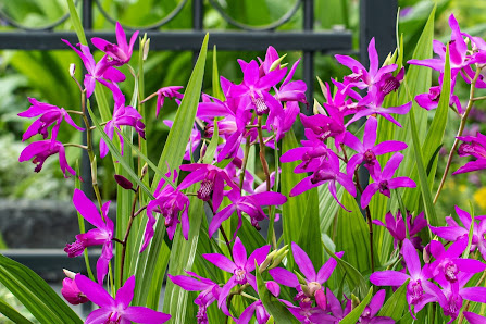 Gartenwerkstatt Schreiner, Inhaberin Sabine Schreiner