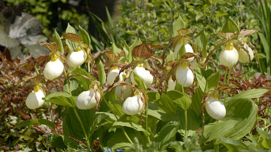 Gartenwerkstatt Schreiner, Inhaberin Sabine Schreiner