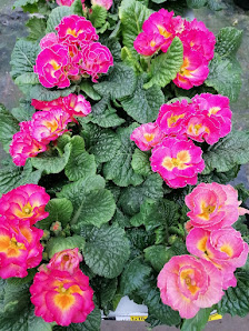 Blumen Kraus