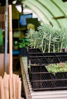 Native Plants - Pflanzenversand Christoph Rogmans