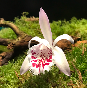 Schattenblümchen