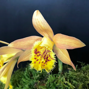 Schattenblümchen