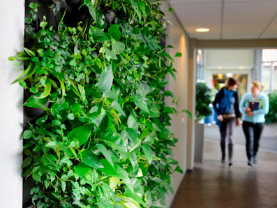 Indoor Green Raumbegrünung