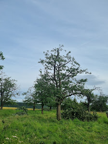 Annas Baum und Gartenpflege Erlbeck