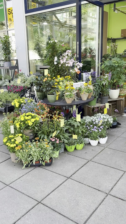König's Floristik