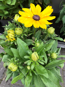 Blumen & Pflanzen