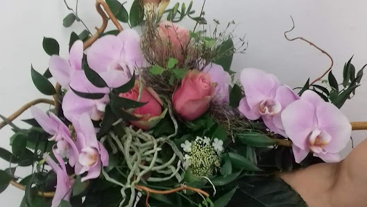 Blumen & Pflanzen