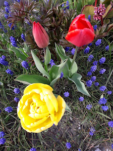 Blumenparadies Bianca Nauen