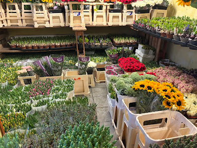 Blumen Holländer