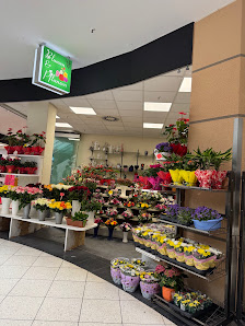 Blumen und Pflanzen