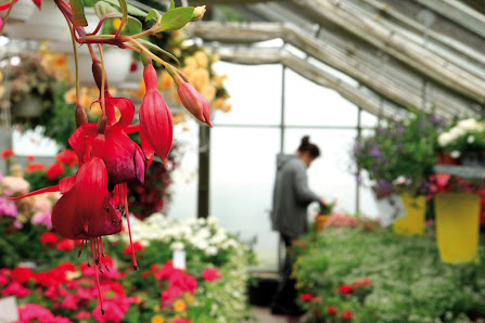 Blumen-Kunze - Gärtnerei am Moorbad