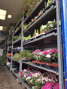 Blumen Katrin Federlein