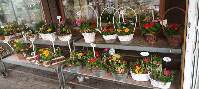 Andy Blumen & Baumschulgarten