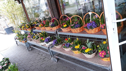 Andy Blumen & Baumschulgarten