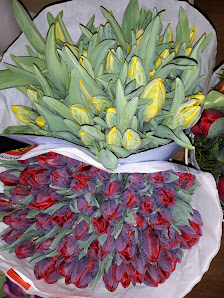 HOANG BLUMEN