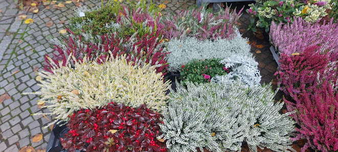 HOANG BLUMEN