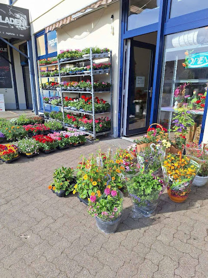 Blumen & Topfpflanzen