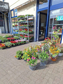 Blumen & Topfpflanzen