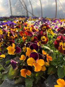 Garten-Rein Baumschule & Gartengestaltung