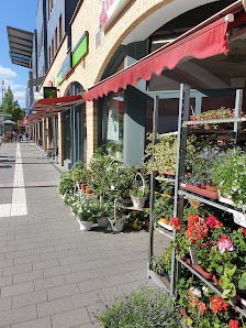 Blumen und Pflanzen