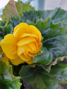Blumenzauber Heike Kleinbauer