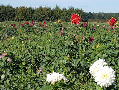 Steffen Koschker Gartenbau