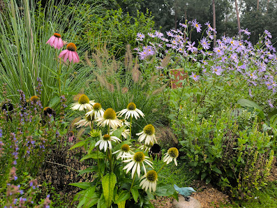 Wurzel & Blüte