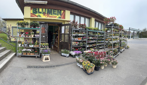Blumen & Pflanzen