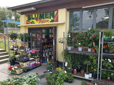 Blumen & Pflanzen