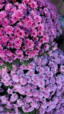 BLUME2000 Hamburg Hamburger Meile