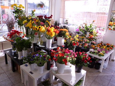 Lobelia Männertreu - Blumenfachgeschäft Hohen Neuendorf OT Borgsdorf