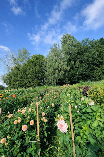 Event-Blumenfeld von Flowerfarm.de