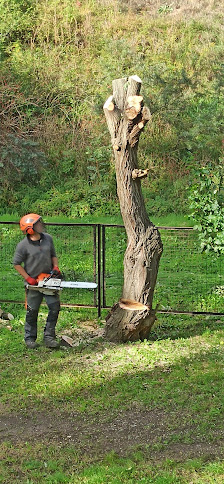 Baumpflege und Landschaftsbau Jens Lauktien