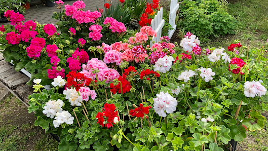 Schuberts Blumenland