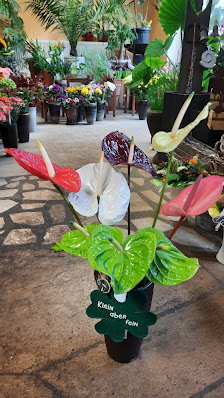 Blumenhaus Löwenzahn