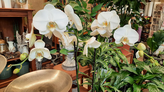 Blumenhaus Löwenzahn