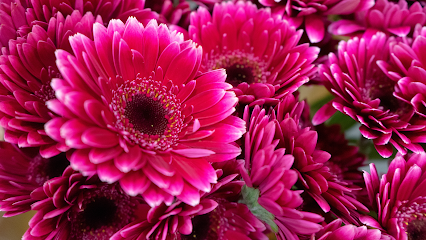 Akkus Blumen & Pflanzen (Michendorf)