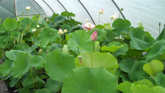 Seerosenfarm