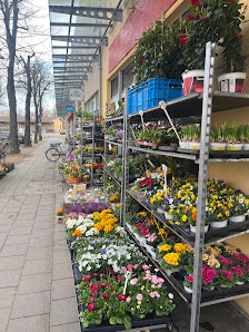 Blumen und Pflanzen