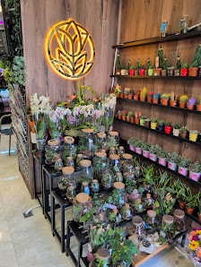 Blumen Lotus