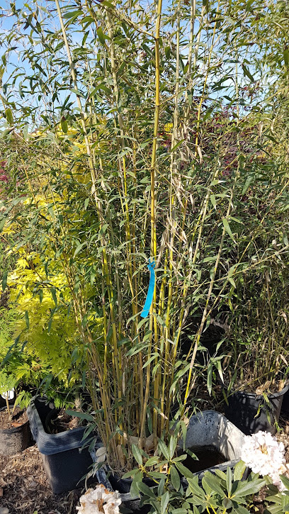 Robert's Pflanzenwelt