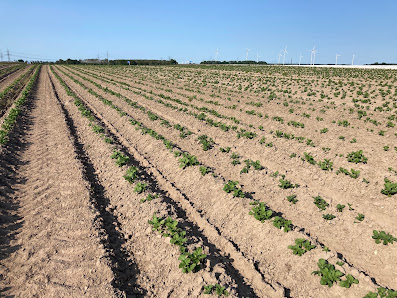 Die Gärtnerei