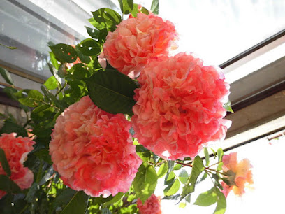 Dat Bloomenhus