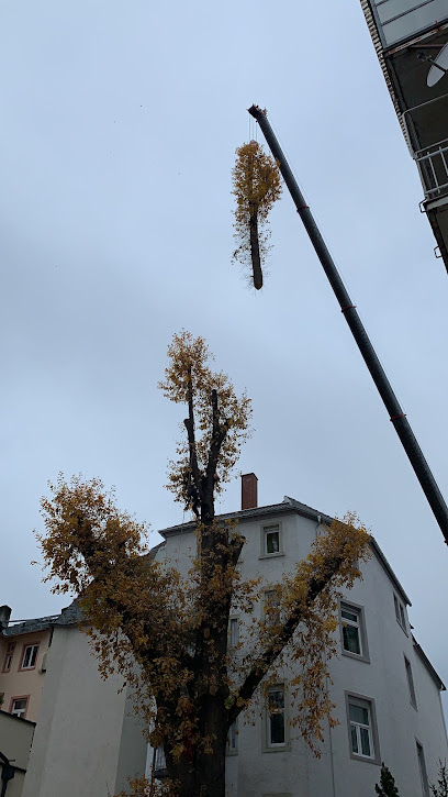 Braun Garten- und Landschaftsbau GmbH