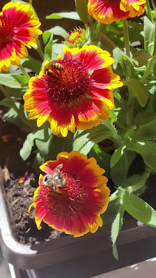 Kitzinger Blumen und Pflanzen