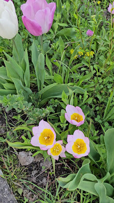 Dehner Garten-Center