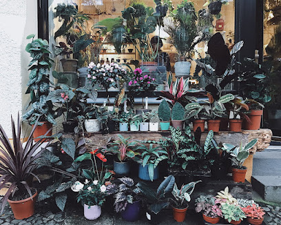 Pilea - Living with Plants